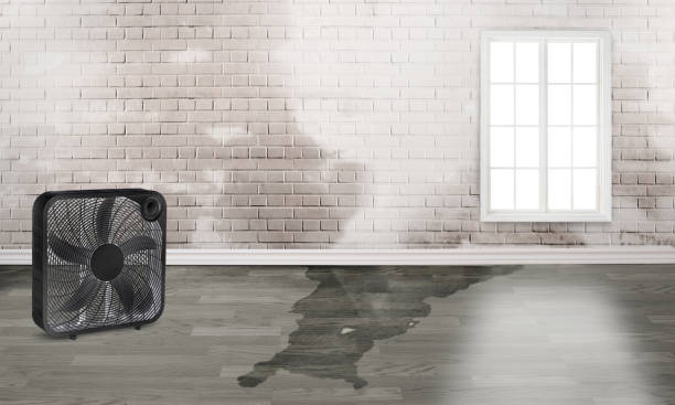 Best Water damage restoration near me  in Rainier, OR