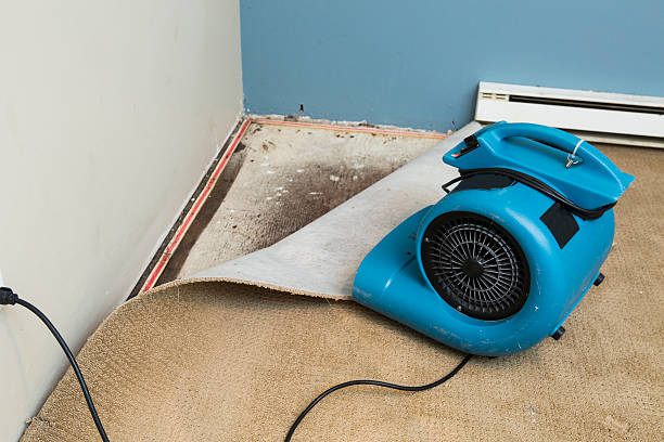 Best Professional water damage repair  in Rainier, OR